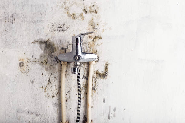 Best Bathroom Mold Remediation in Riverdale, IL