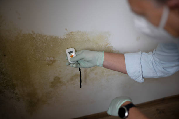 Best HVAC Mold Remediation in Riverdale, IL