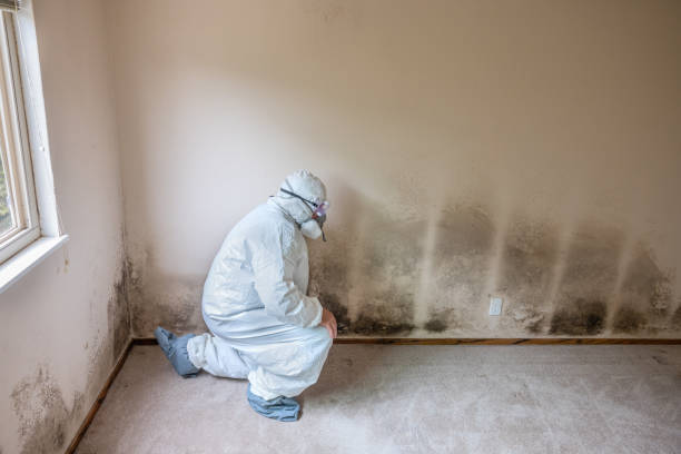 Best Commercial Mold Remediation in Riverdale, IL