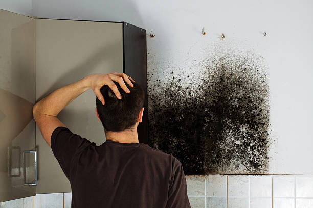 Best Insurance-Related Mold Remediation in Riverdale, IL