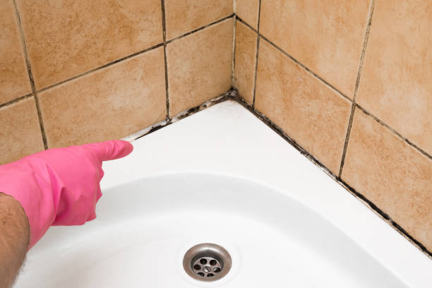 Best Localized Mold Remediation (e.g., coastal areas, humid climates) in Riverdale, IL